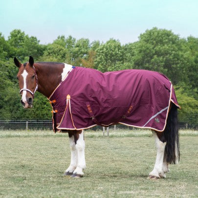 Horse wearing a purple blanket in an outdoor setting with trees in the background