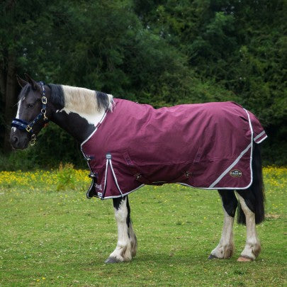 Horse wearing a purple blanket in a grassy field with trees in the background