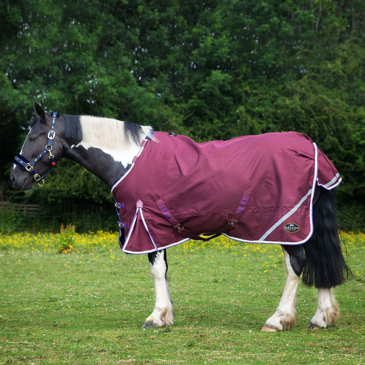Horse wearing a maroon blanket in a grassy field with trees in the background