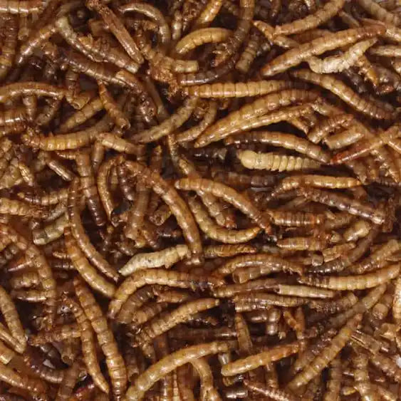 Mealworms 5Kg