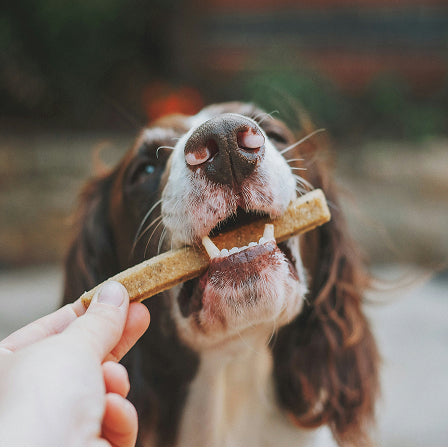 Dog enjoying a treat