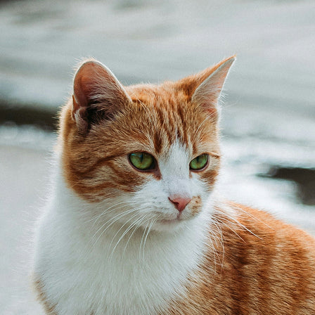 Orange and white cat with green eyes looking directly at the camera.