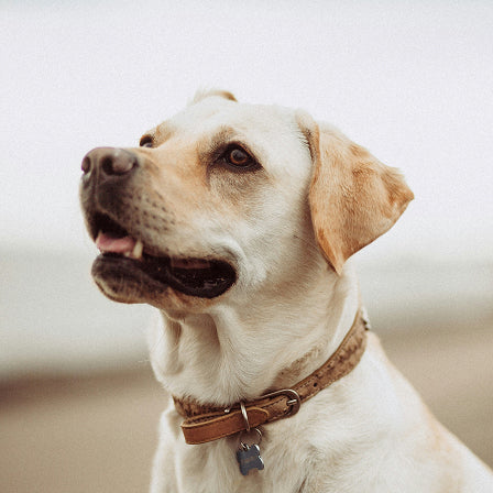 Dog wearing a collar with a tag on a blurred background