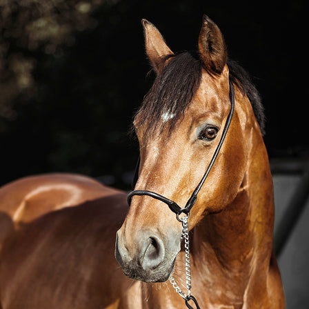 Close-up of a brown horse with a bridle against a dark background
