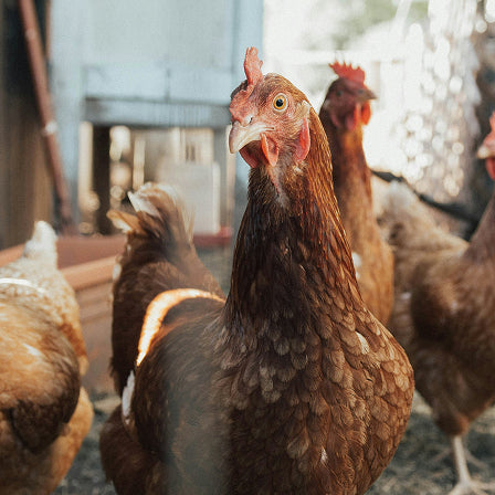 Brown chicken with a red comb standing among other chickens in a barn.