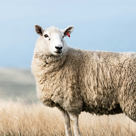 Sheep standing in a field with a clear blue sky