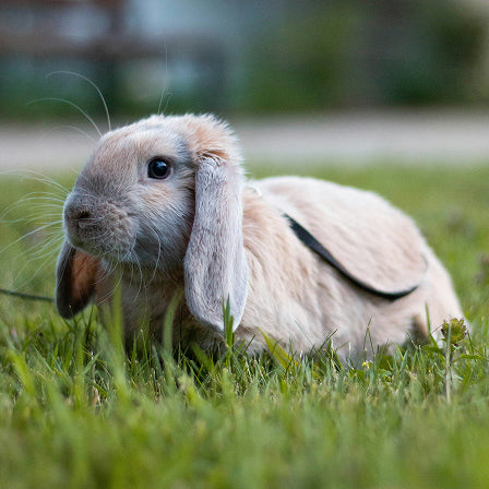 Small rabbit with floppy ears standing on grass