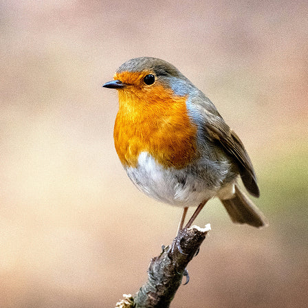 Robin bird perched on a branch with a blurred background