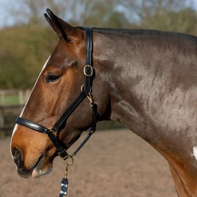 Gallop Leather Padded Headcollar