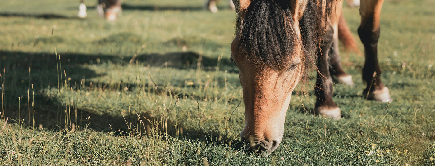 brown horse grazing in green field