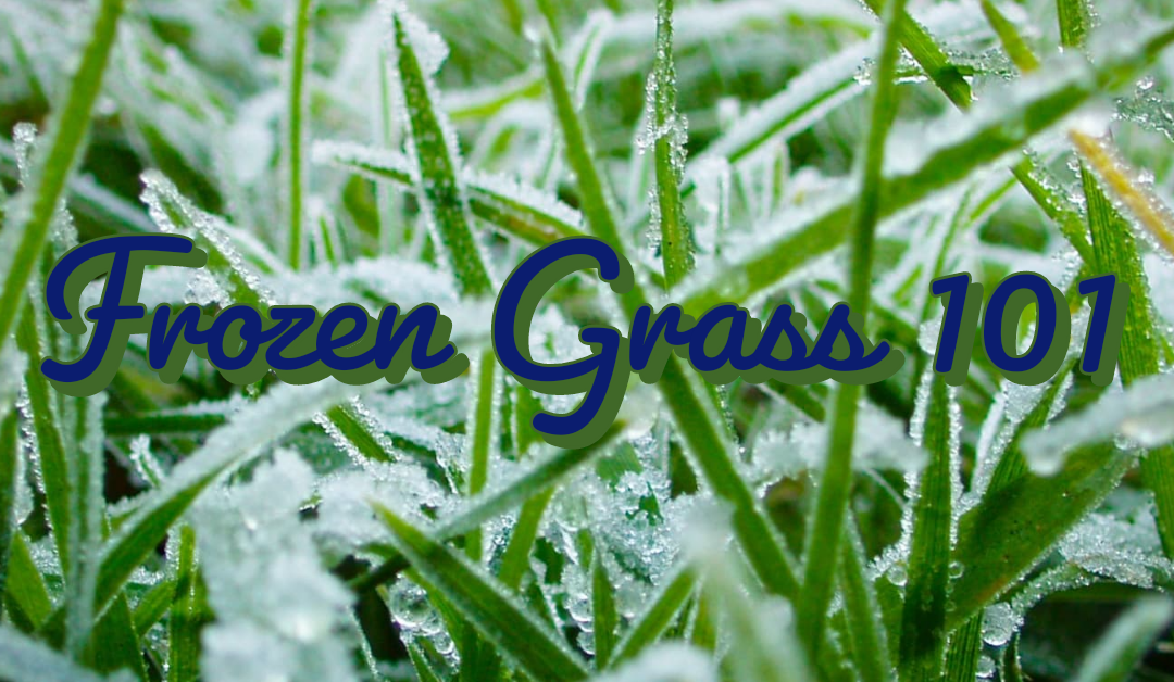 Frozen Grass 101